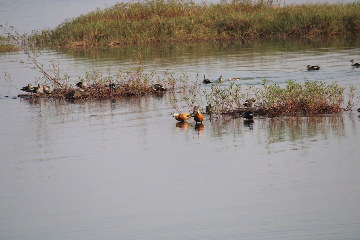 Ruddy Shelduck - ML614766293