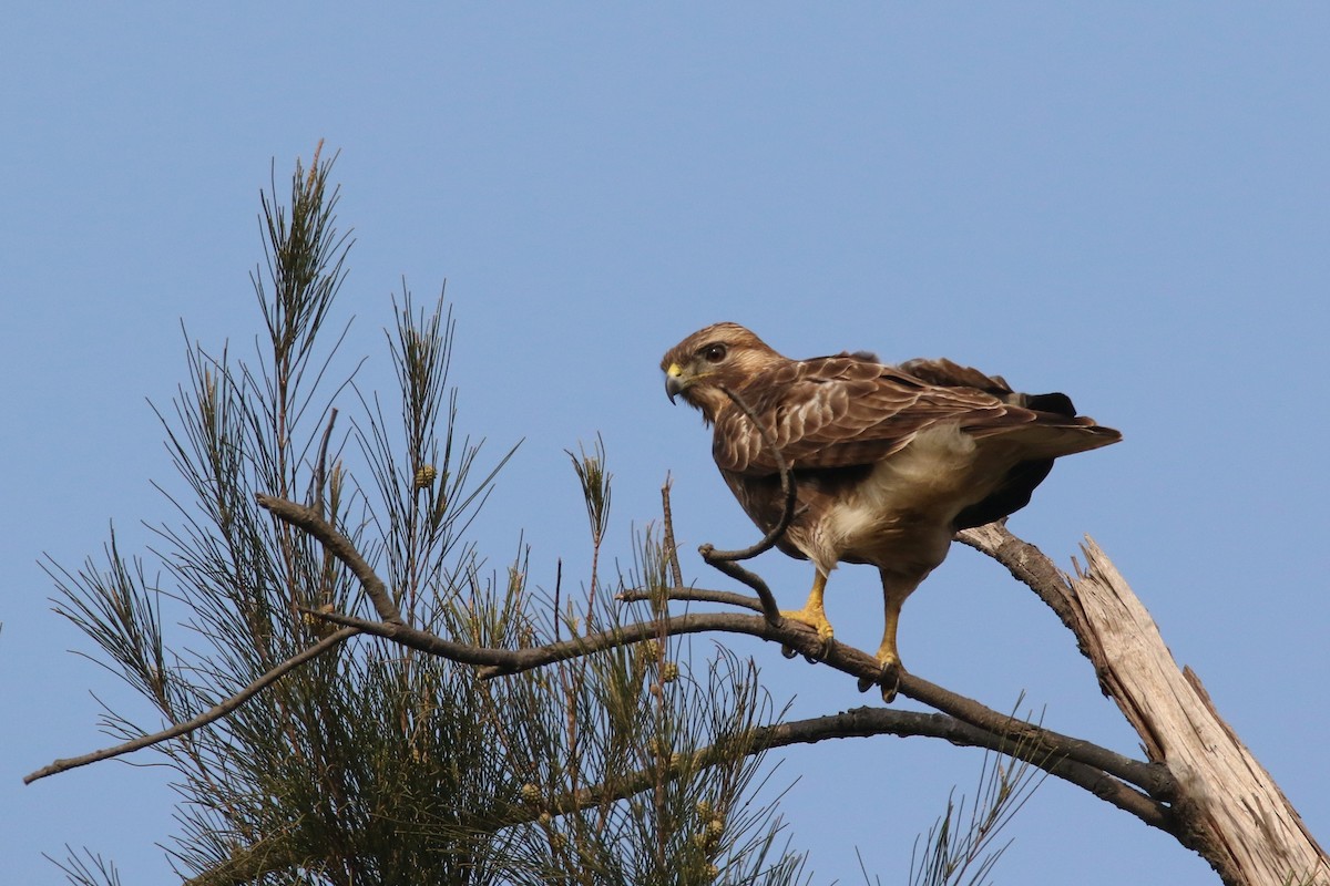 Eastern Buzzard - ML614766302