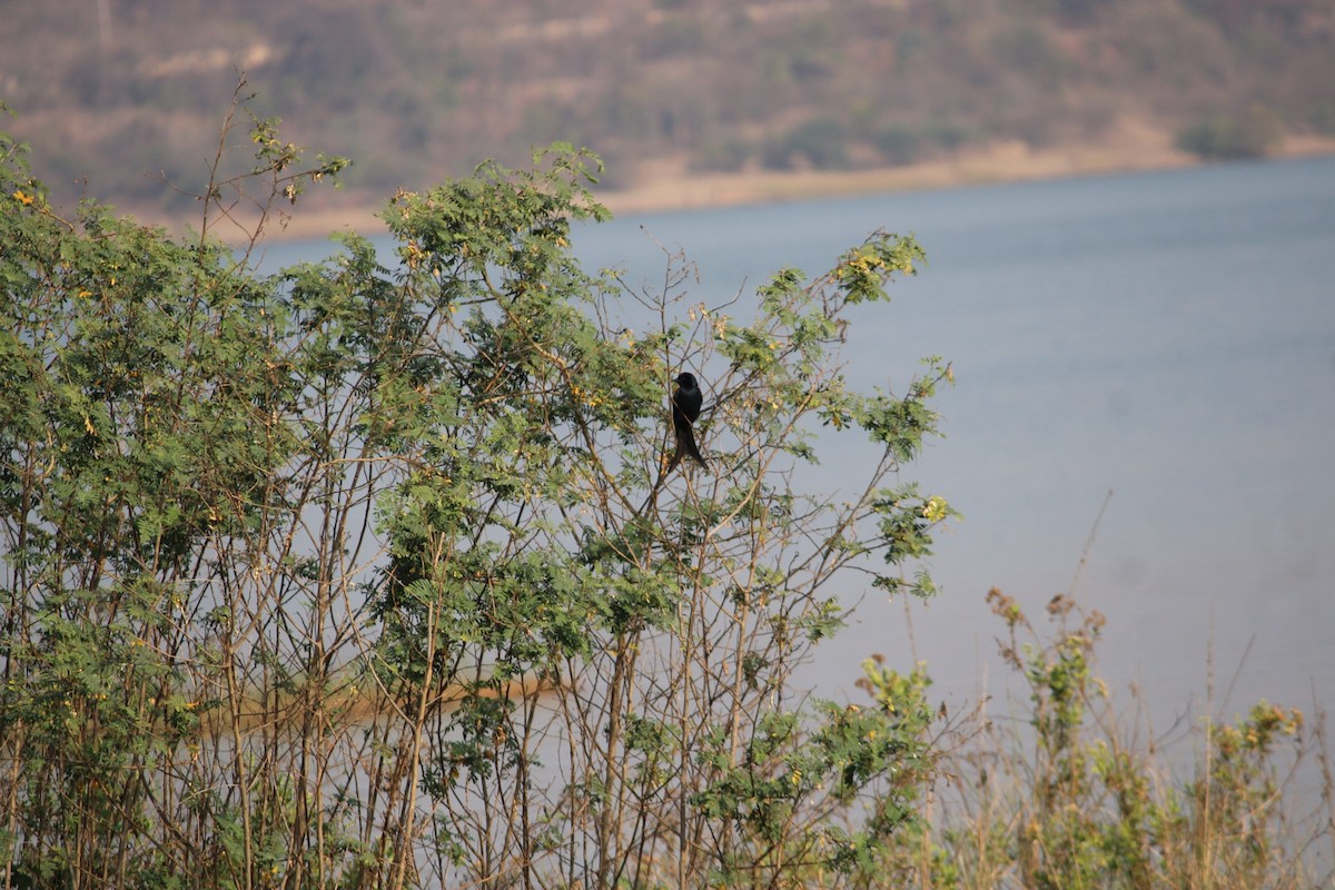 Black Drongo - ML614766343