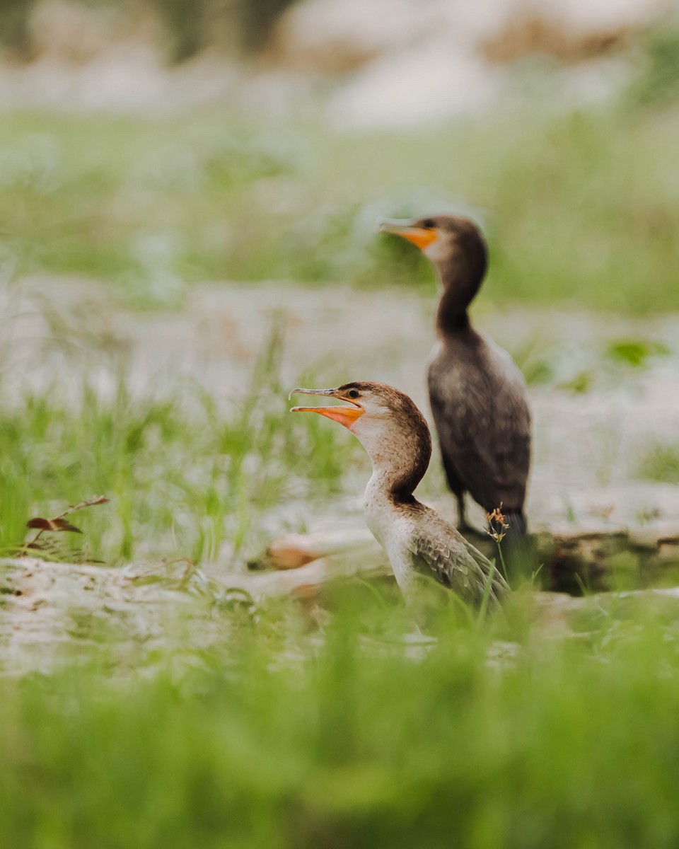 Neotropic Cormorant - ML614766366