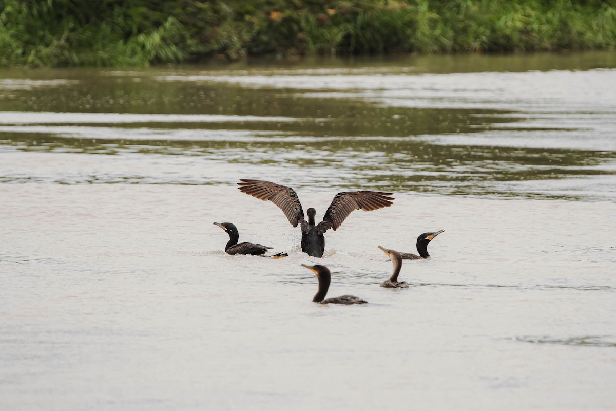 Neotropic Cormorant - ML614766370