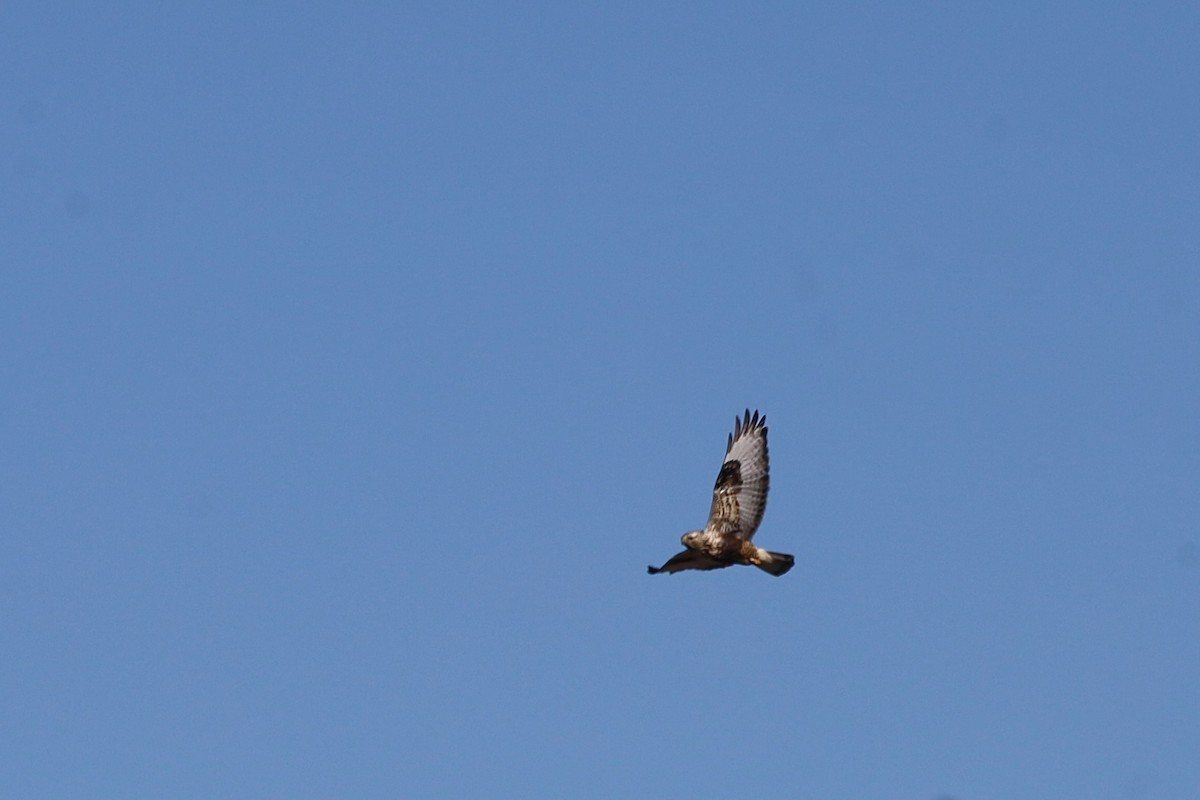 Rough-legged Hawk - ML614766410