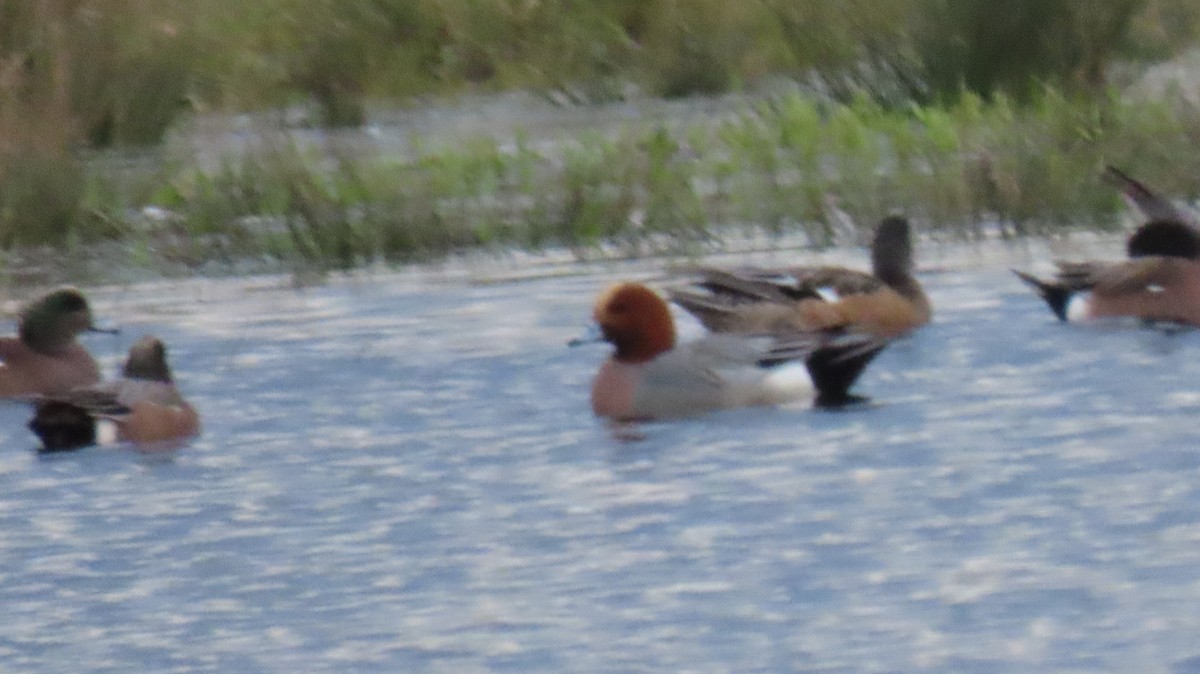 Eurasian Wigeon - ML614766557