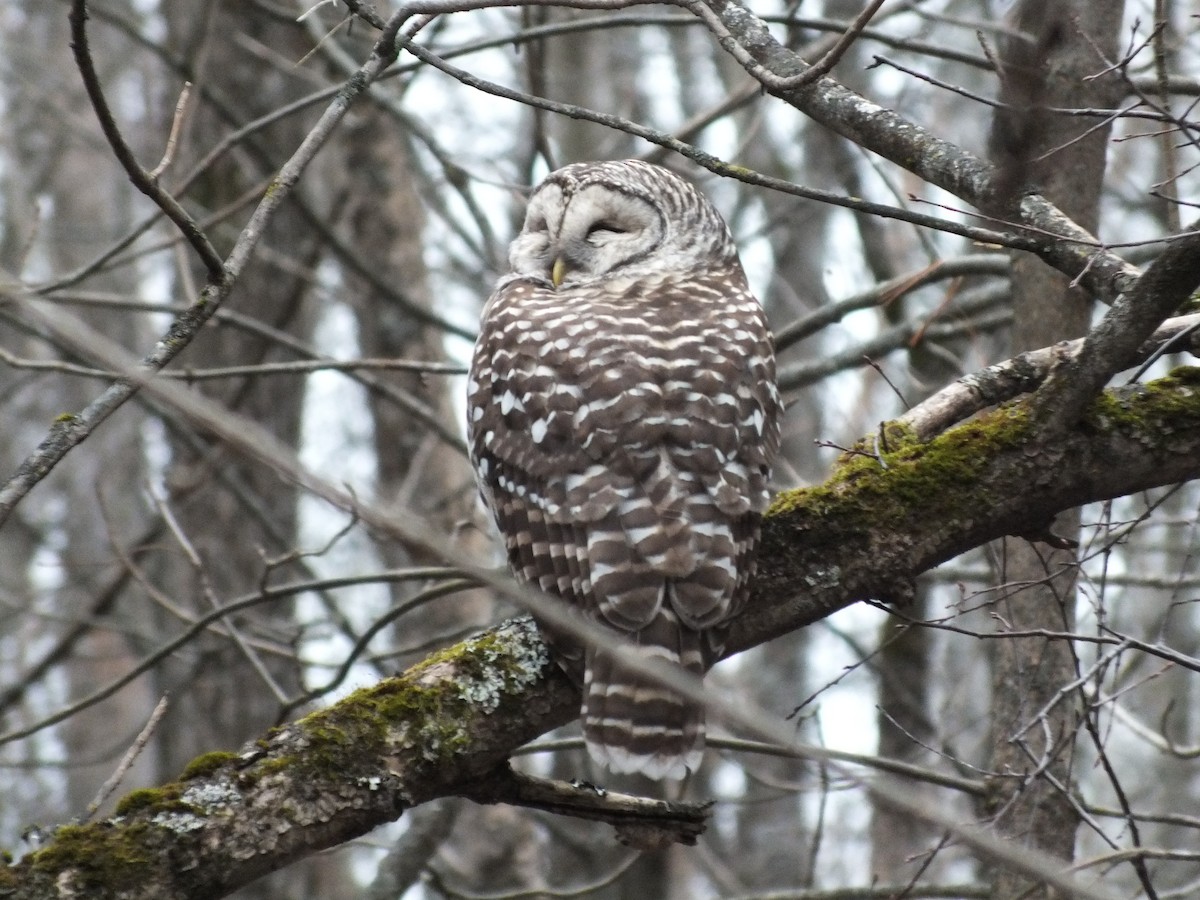 Barred Owl - ML614766585