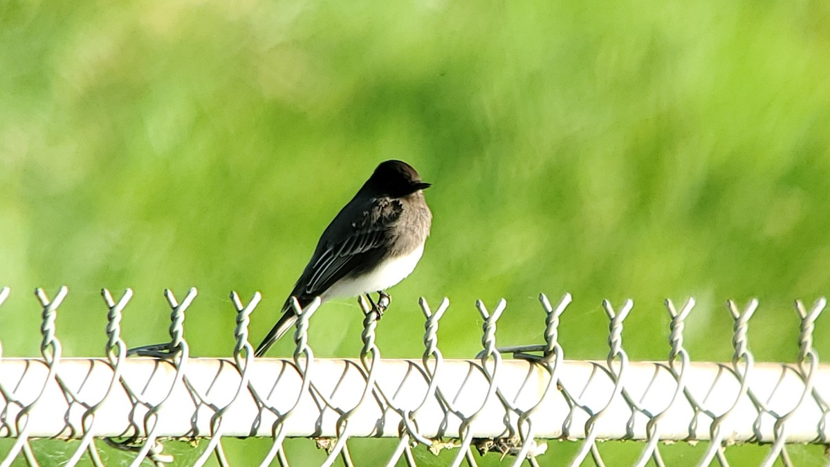 Black Phoebe - ML614766605