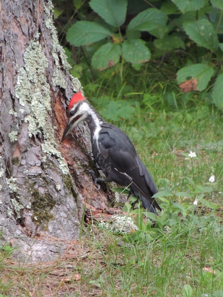 Pileated Woodpecker - ML614766620