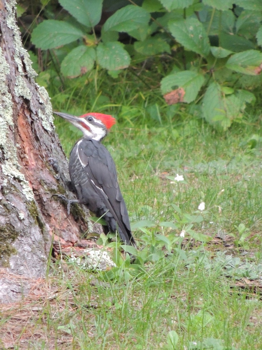 Pileated Woodpecker - ML614766621