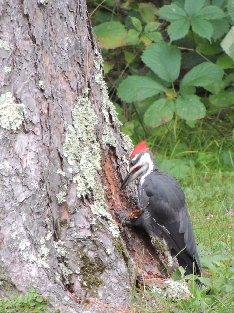 Pileated Woodpecker - ML614766622