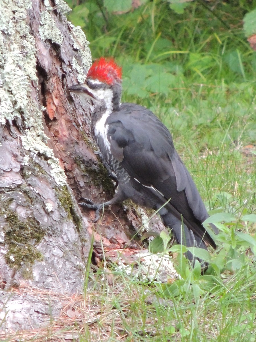 Pileated Woodpecker - ML614766624
