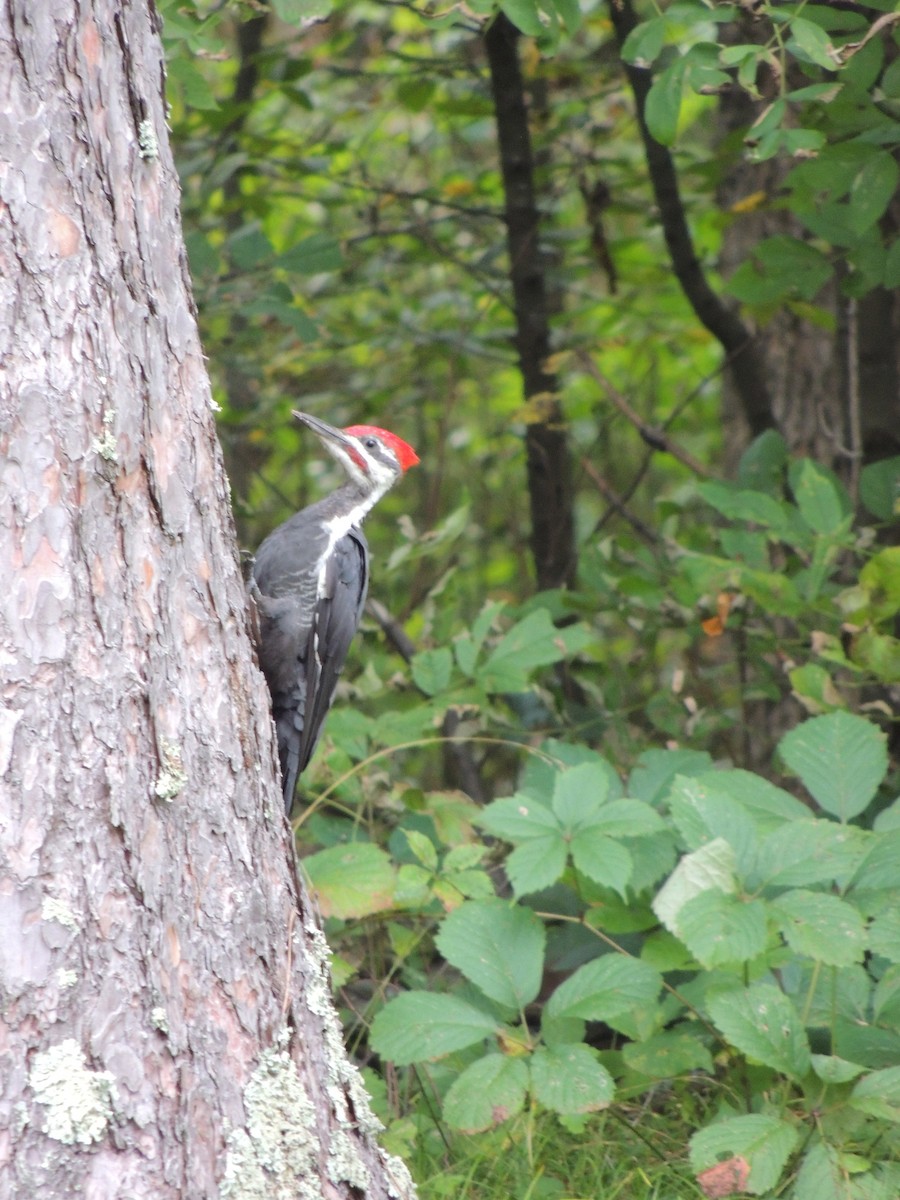 Pileated Woodpecker - ML614766626