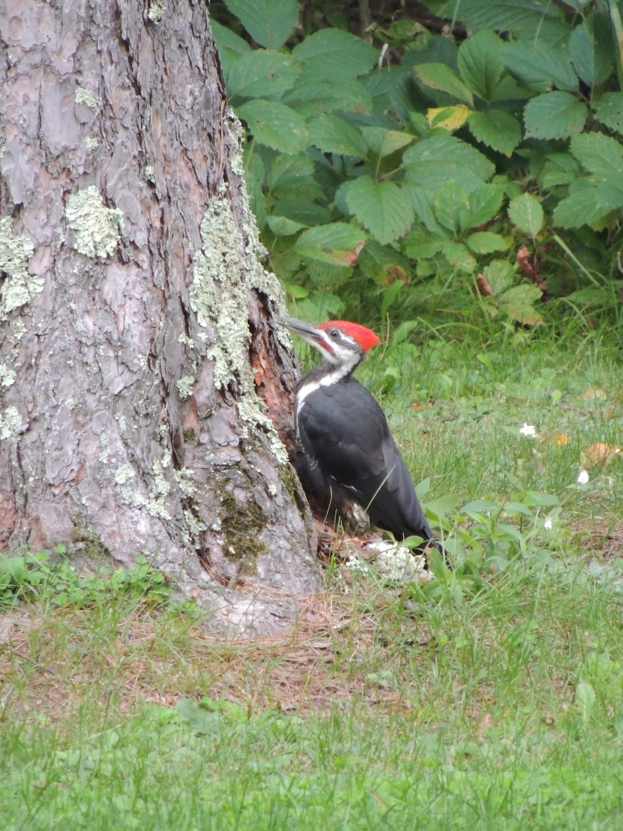Pileated Woodpecker - ML614766627