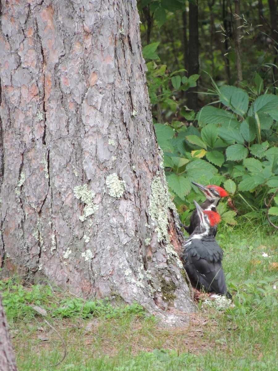 Pileated Woodpecker - ML614766628