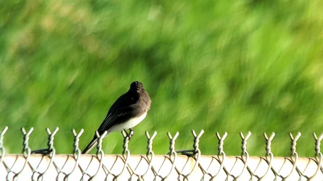 Black Phoebe - ML614766629