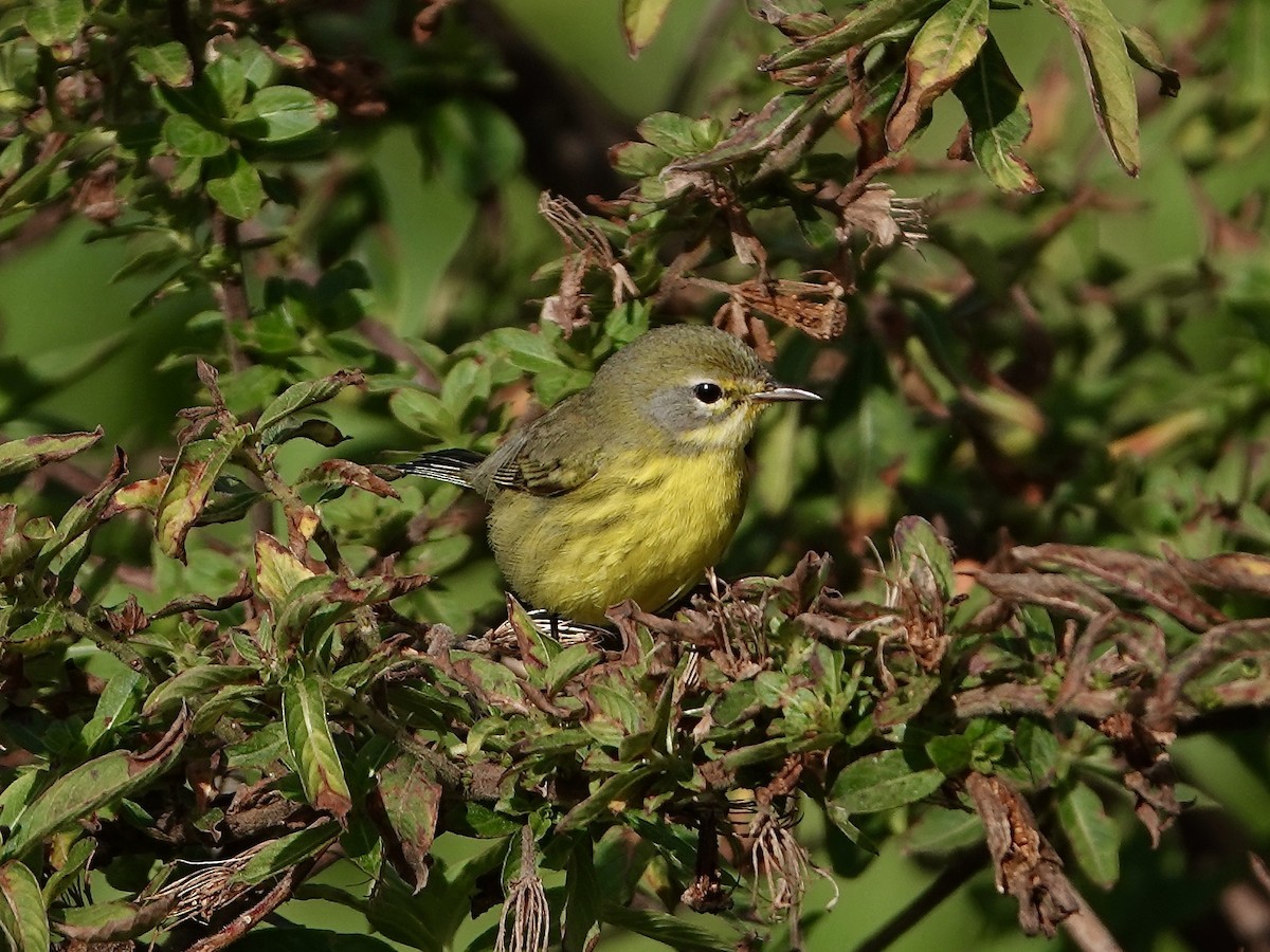 Prairie Warbler - Barbara Stewman