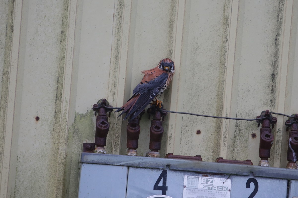 American Kestrel - Samuel Hain