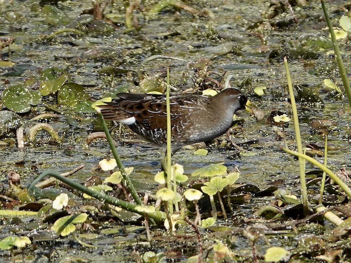 chřástal karolínský - ML614766727