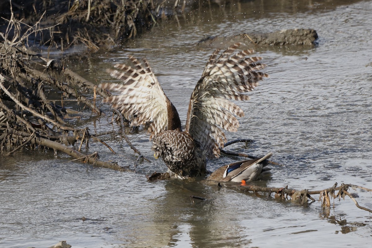 Barred Owl - ML614766748