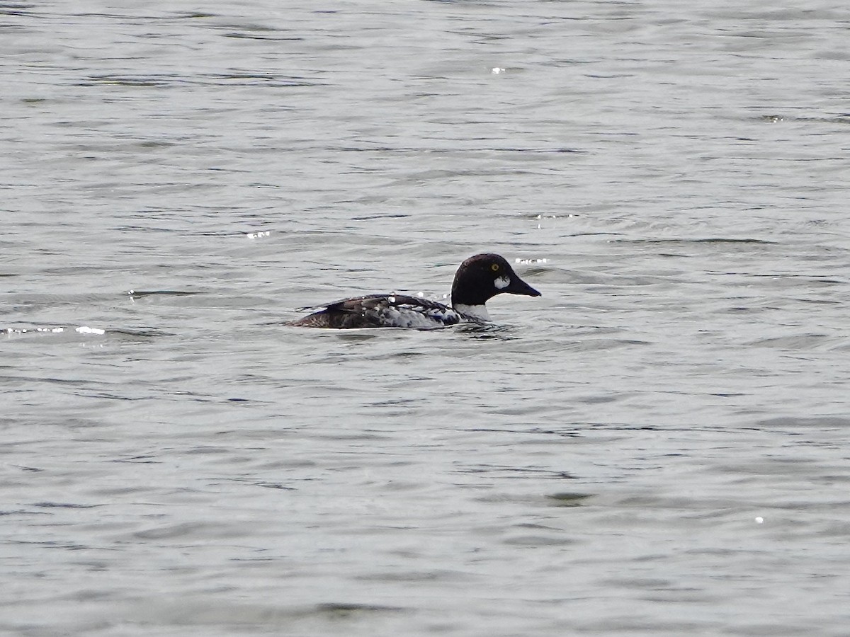 Common Goldeneye - Barbara Stewman