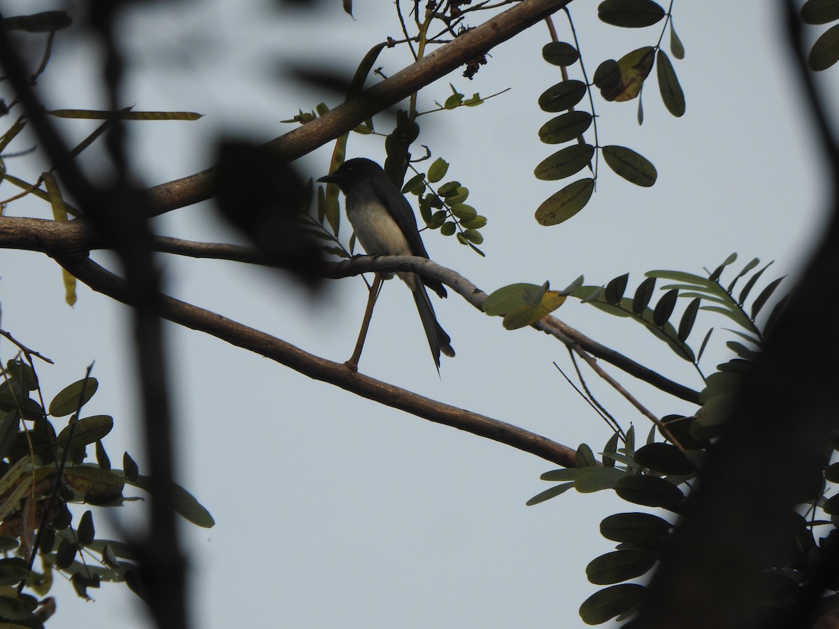 Drongo à ventre blanc - ML614766801