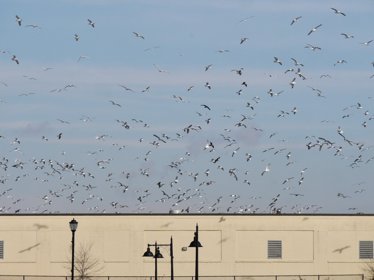 American Herring Gull - ML614766819