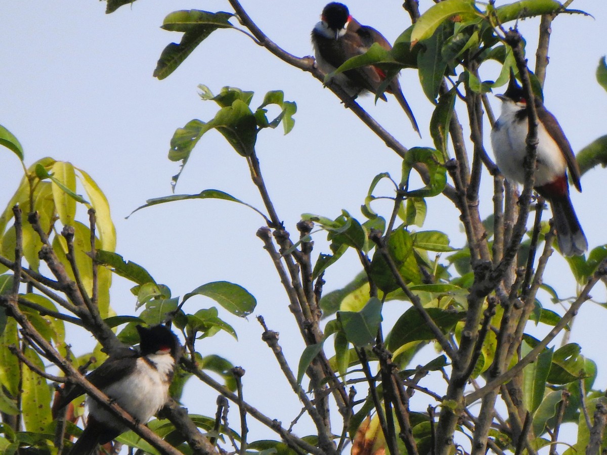 Bulbul orphée - ML614766866
