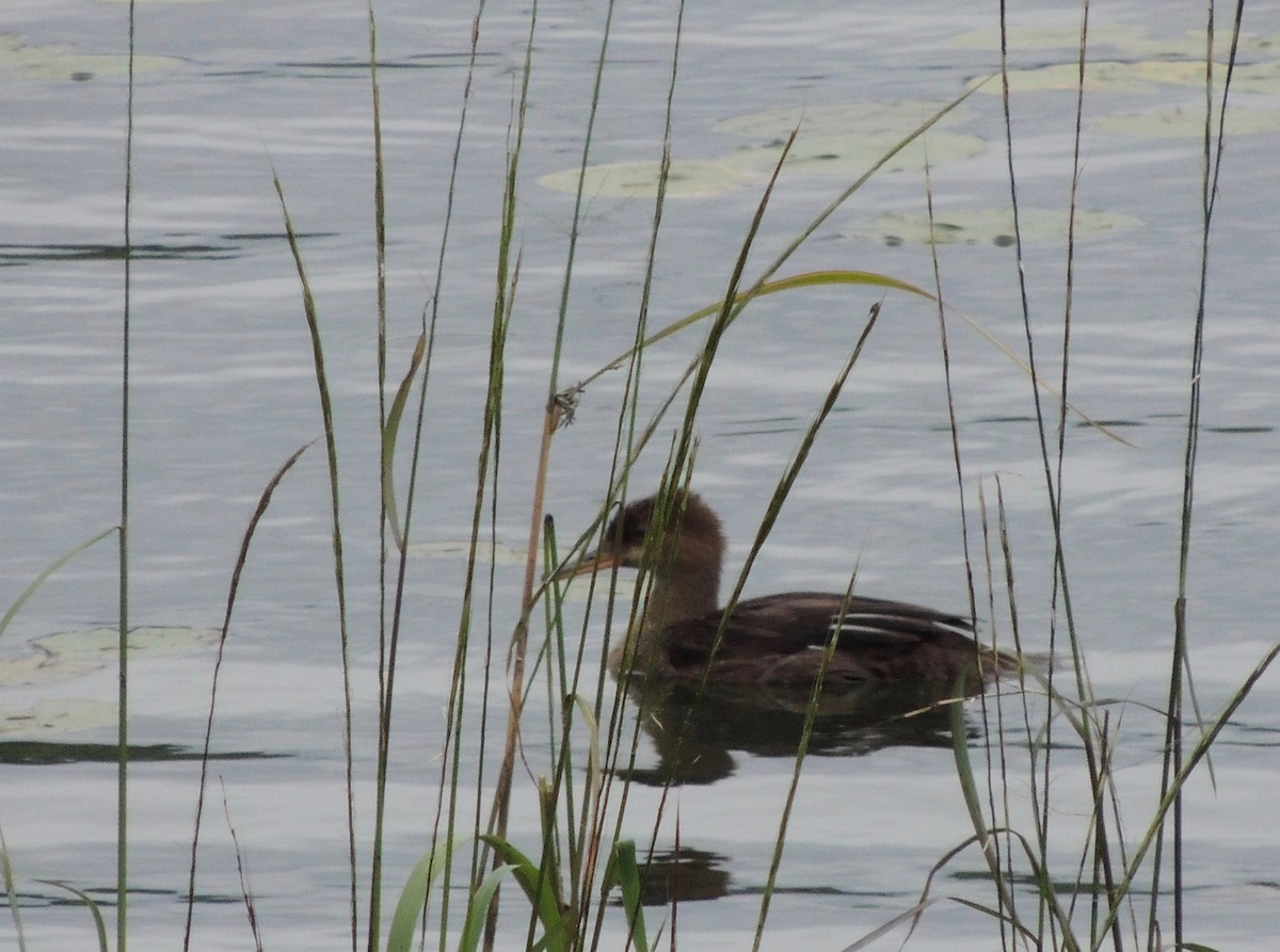 Hooded Merganser - Nancy Henke