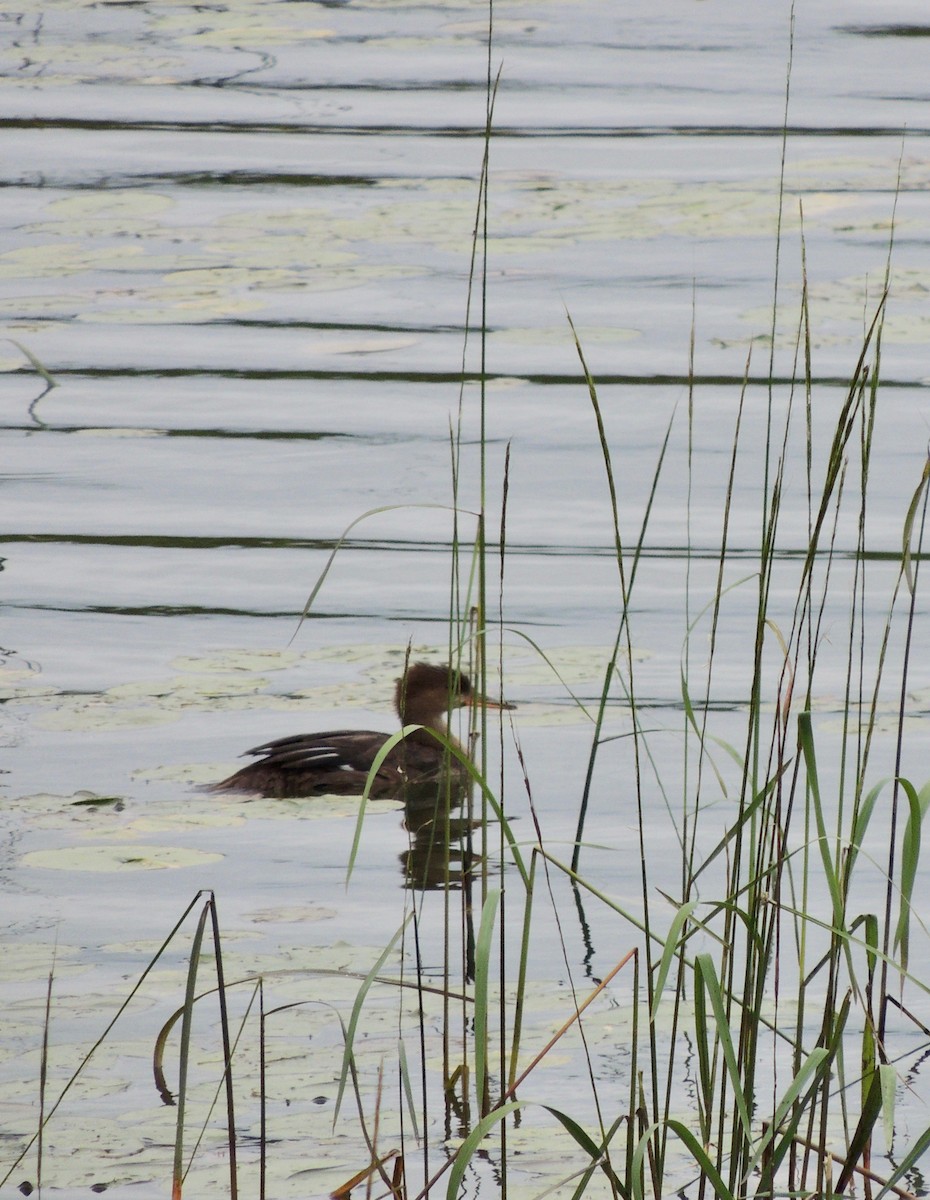 Hooded Merganser - ML614766872