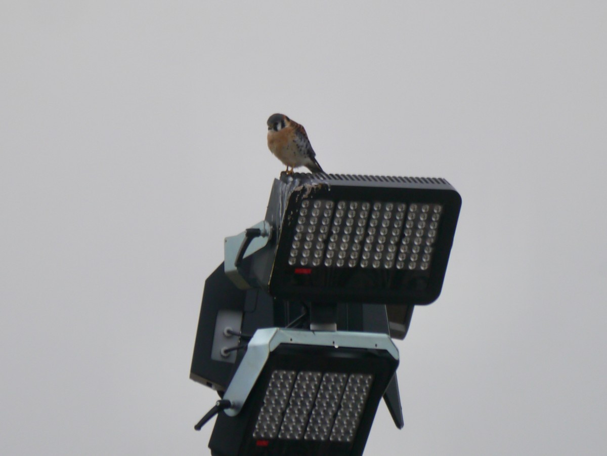 American Kestrel - ML614766877