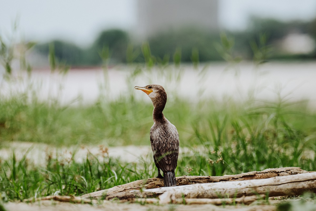 Neotropic Cormorant - ML614766883