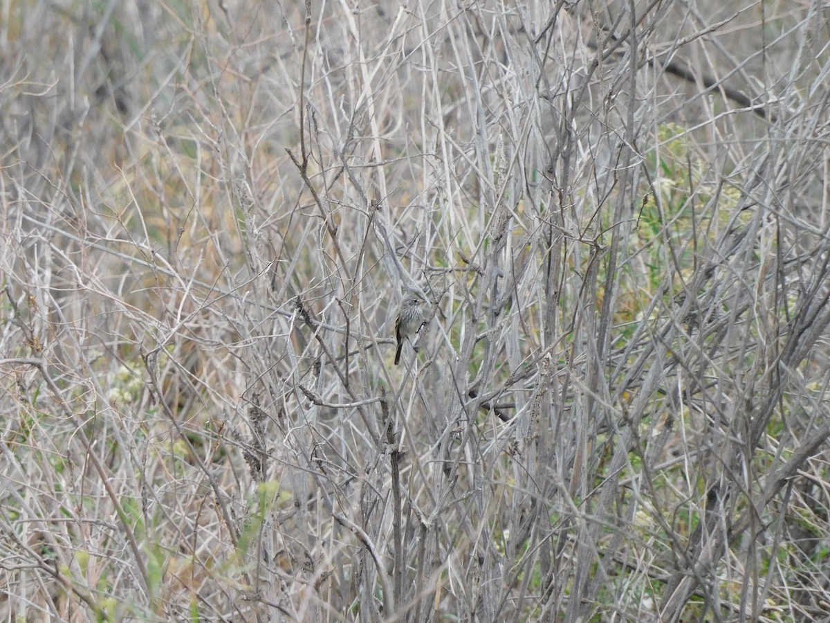 Yellow-billed Tit-Tyrant - Marcelo Juani