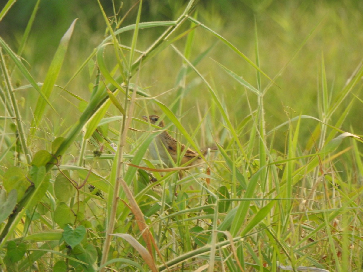 Bristled Grassbird - KARTHIKEYAN R