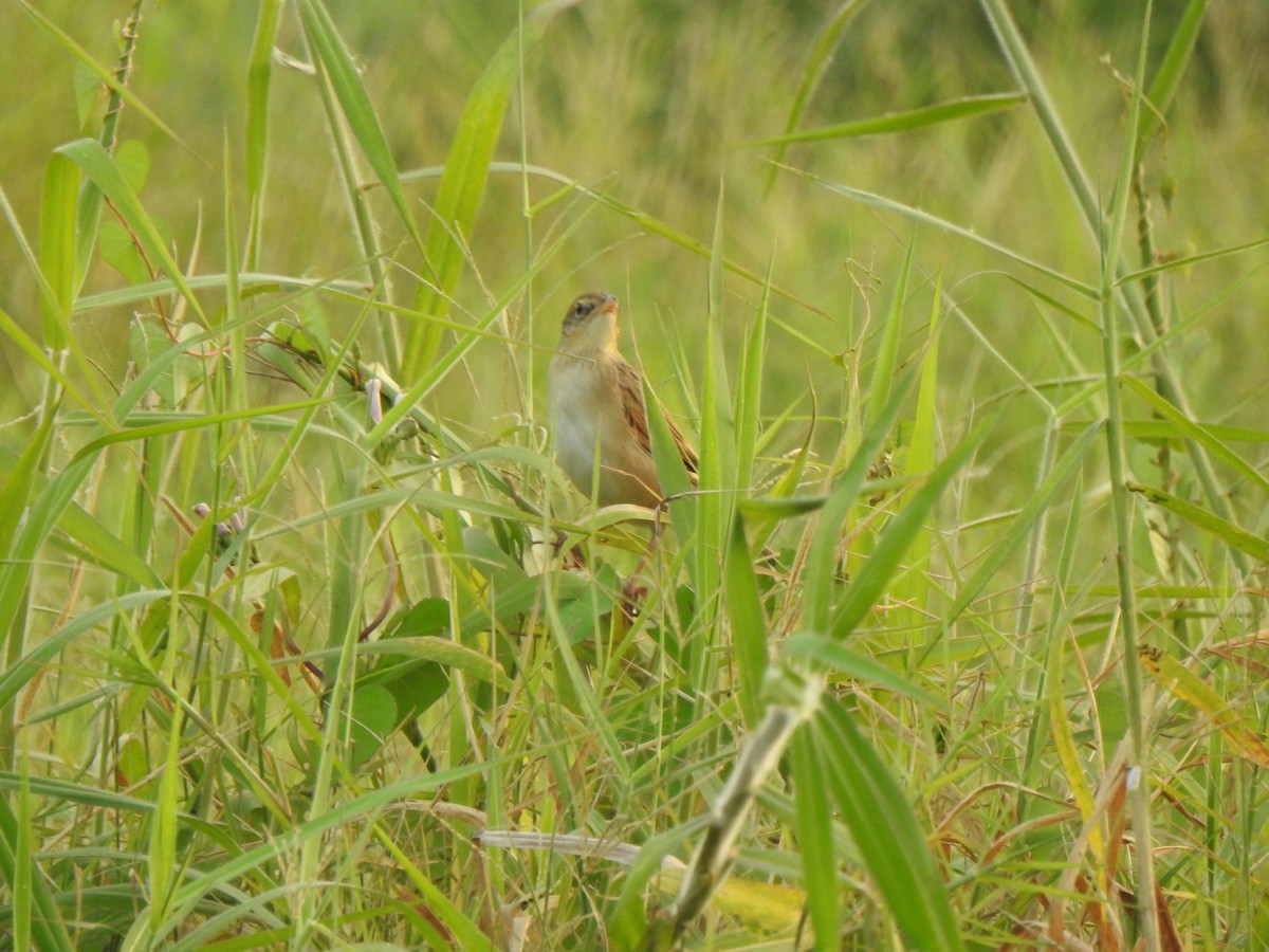 Bristled Grassbird - KARTHIKEYAN R