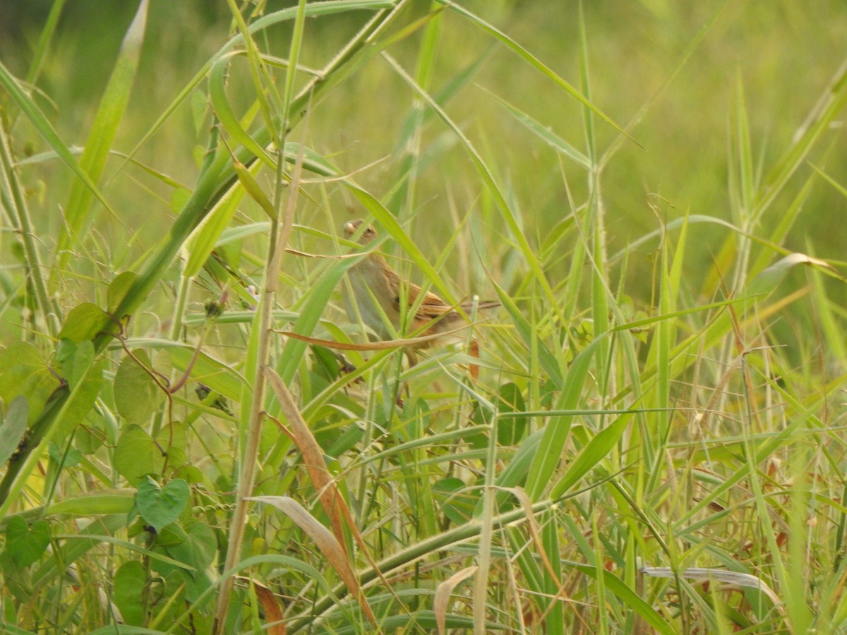 Bristled Grassbird - KARTHIKEYAN R