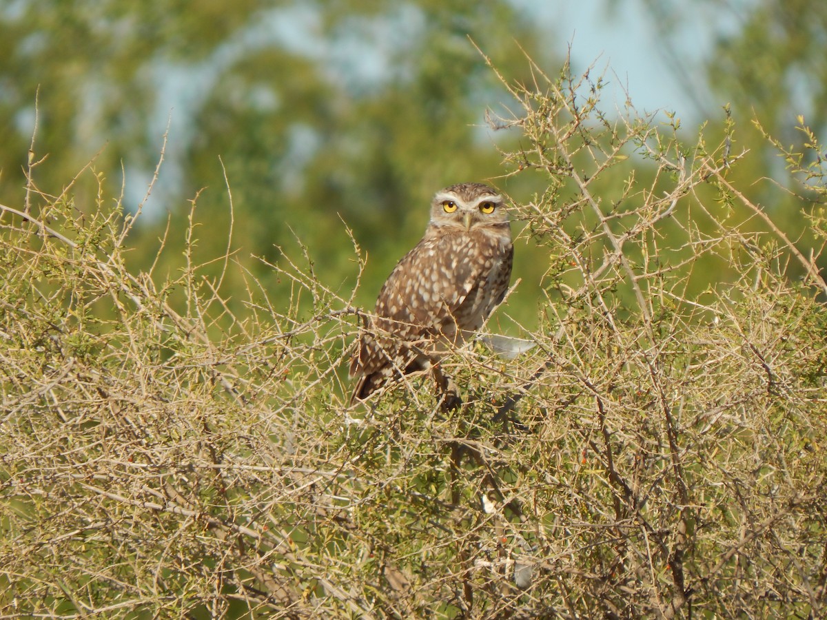 Burrowing Owl - ML614767159