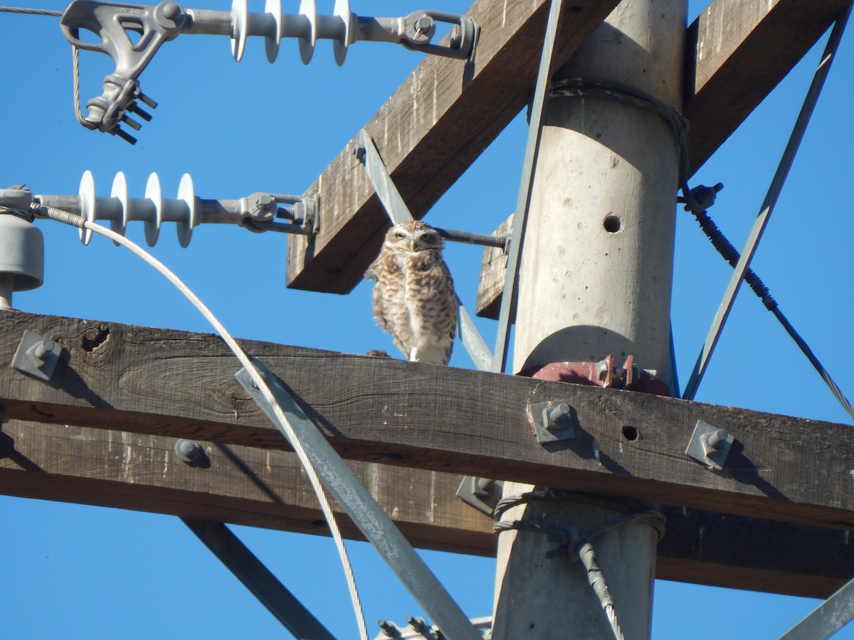 Burrowing Owl - ML614767175