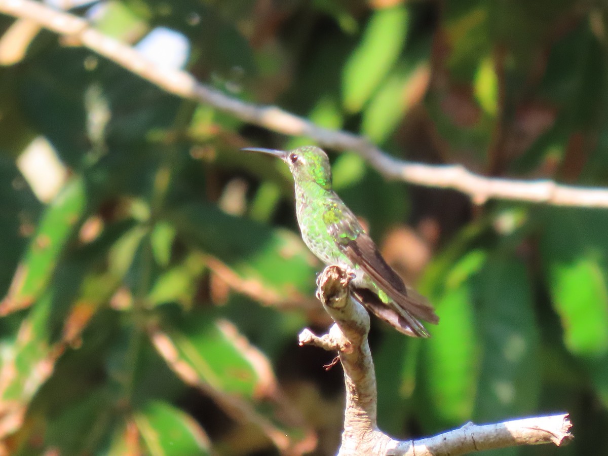 kolibřík zelenoocasý - ML614767177