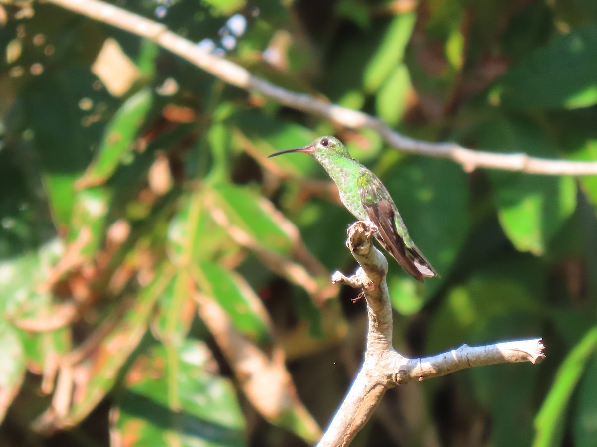 kolibřík zelenoocasý - ML614767178
