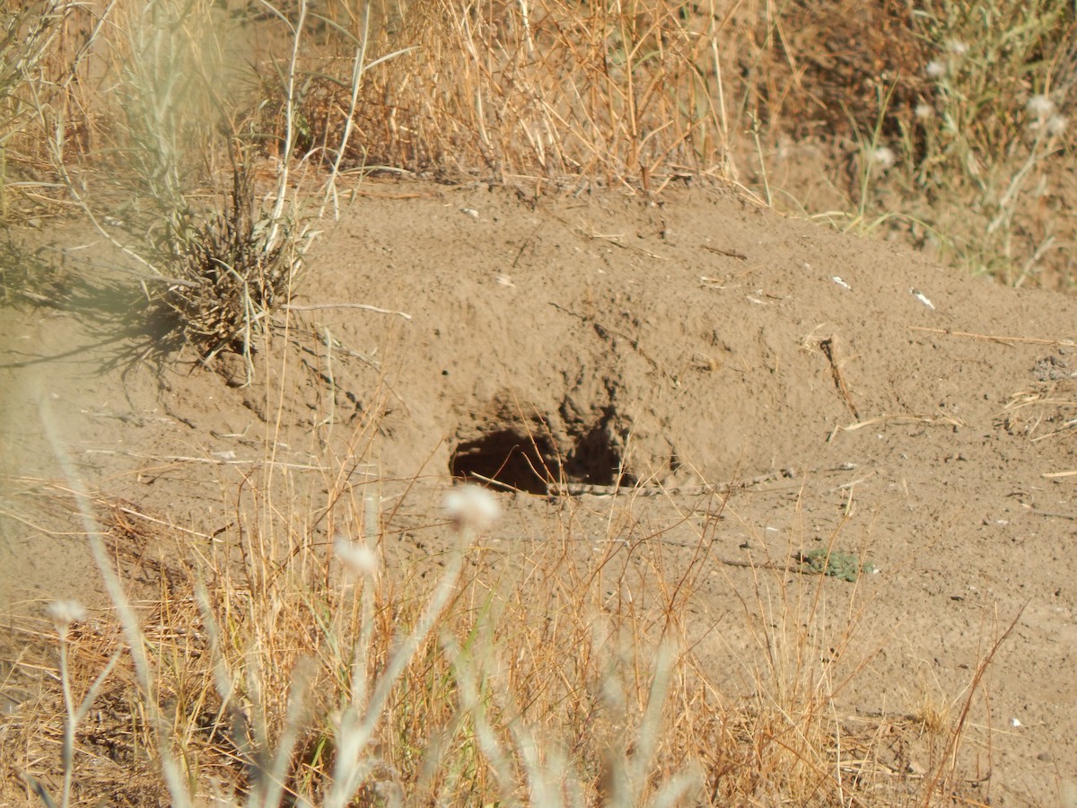 Burrowing Owl - ML614767184