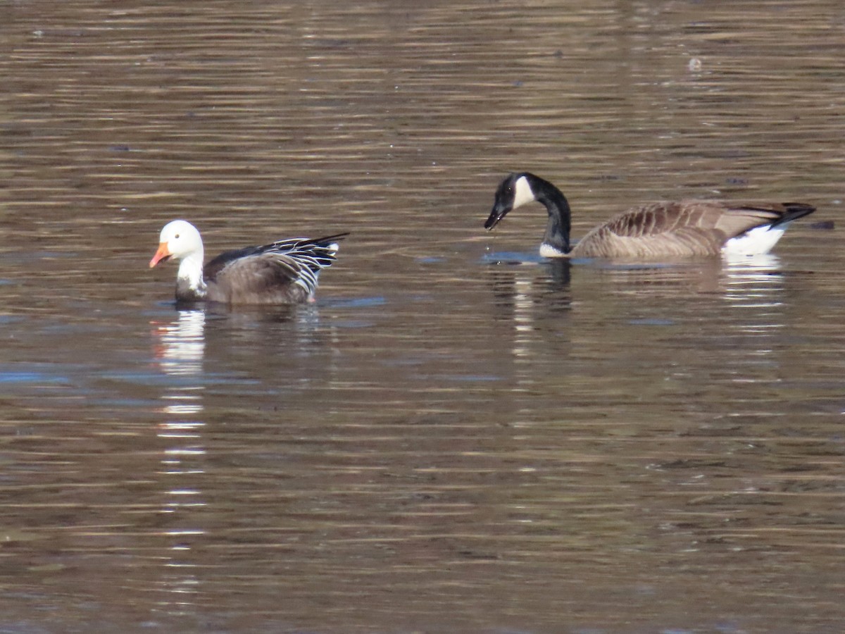 Snow Goose - ML614767260