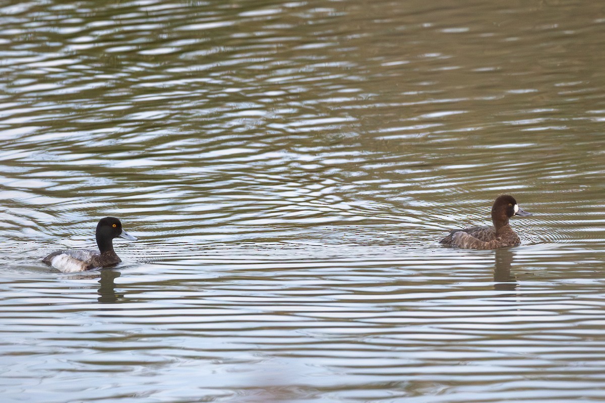 Greater Scaup - ML614767346