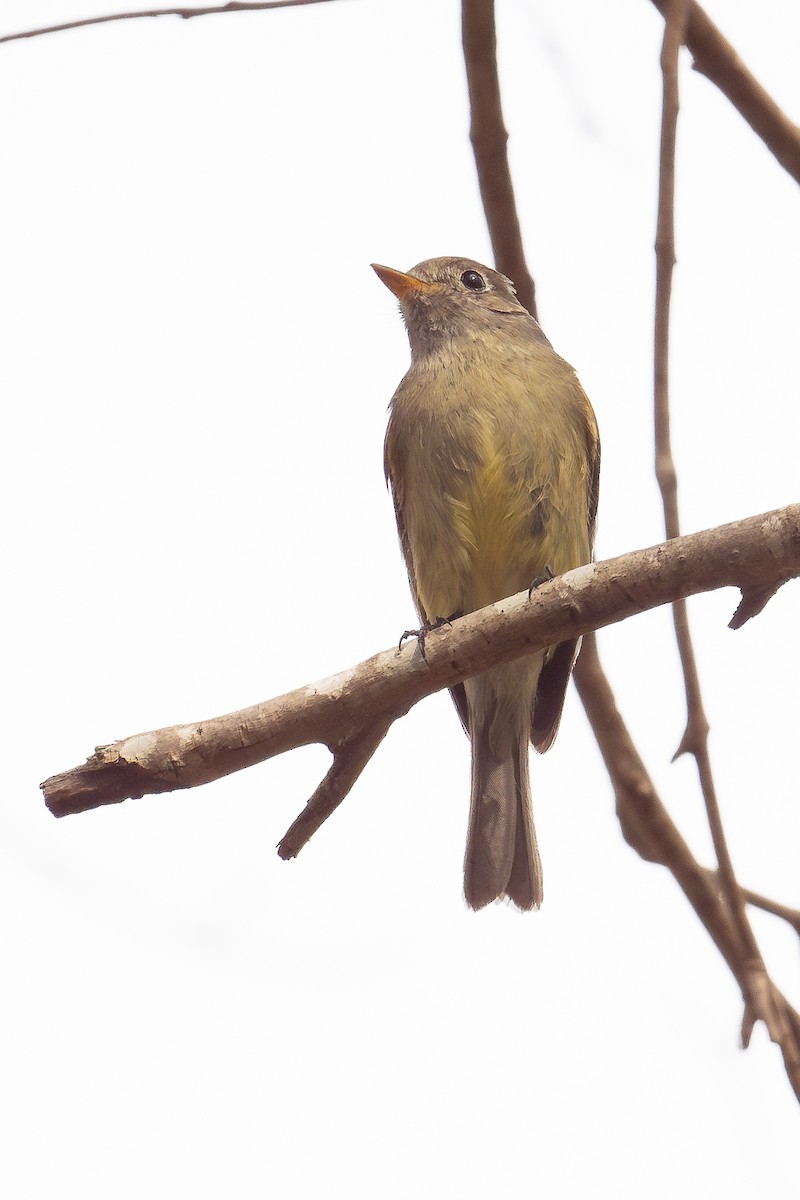 Hammond's Flycatcher - Jeff Schaberg