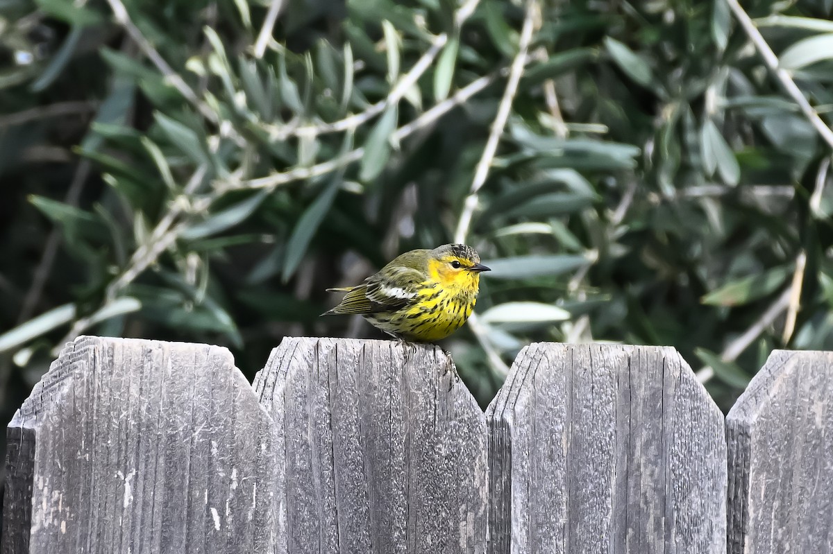Cape May Warbler - Sylvia Bauer