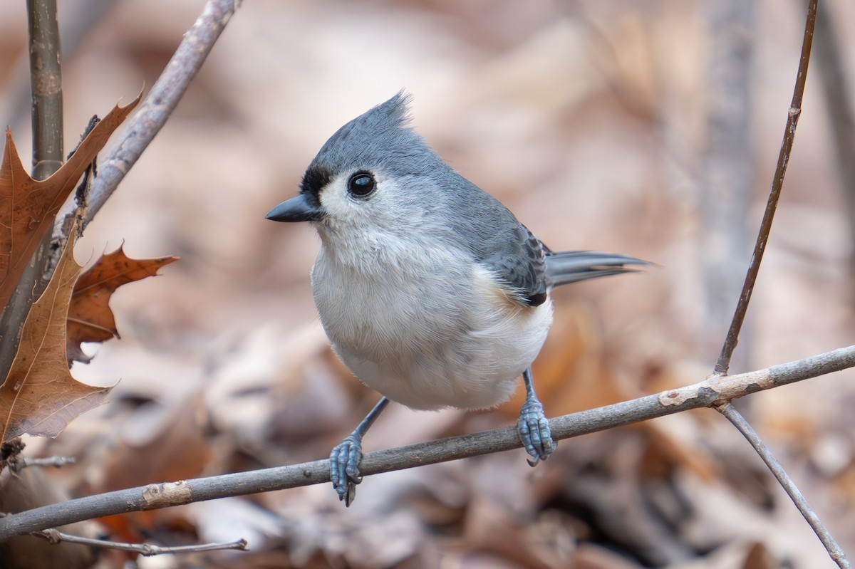 Mésange bicolore - ML614767401