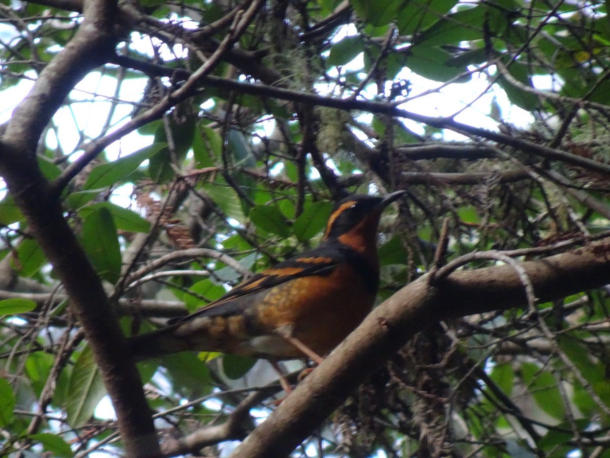 Varied Thrush - ML614767424