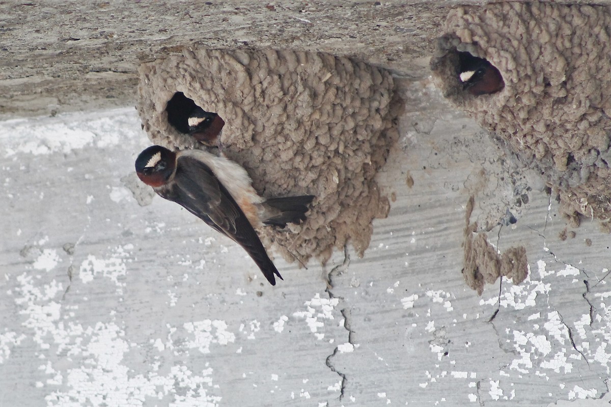 Cliff Swallow - ML614767429