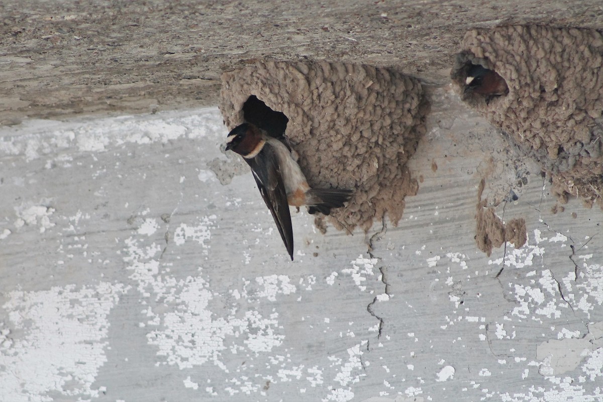 Cliff Swallow - ML614767432