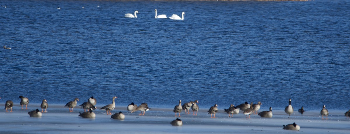 Greater White-fronted Goose - ML614767466