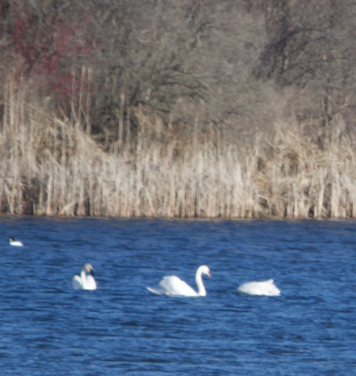 Cygne tuberculé - ML614767478