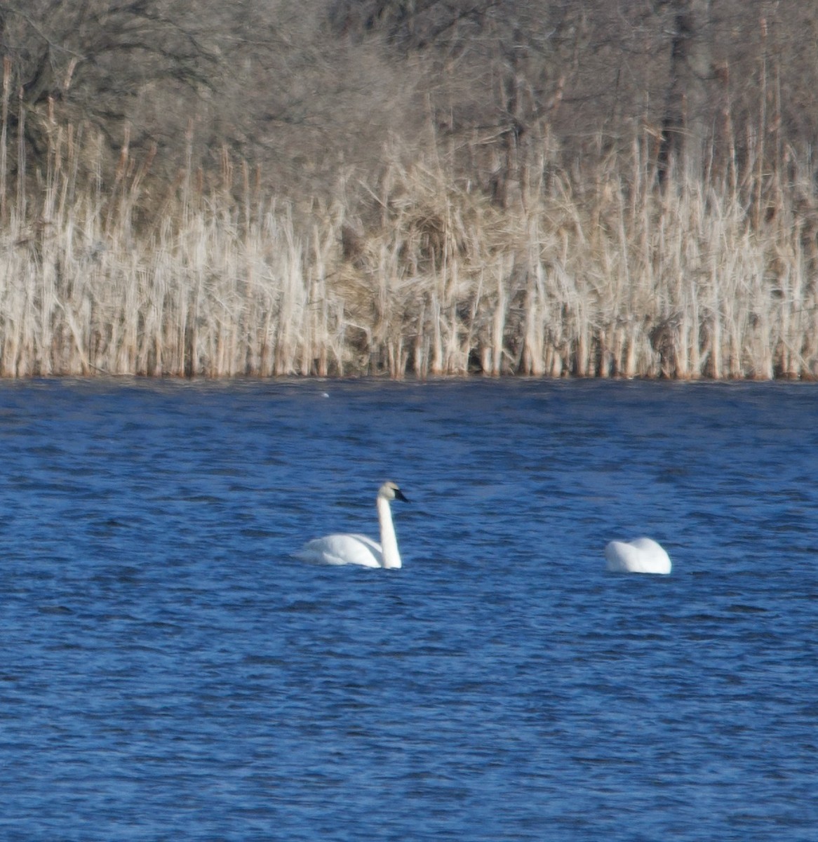 Trumpeter Swan - Alenka Weinhold