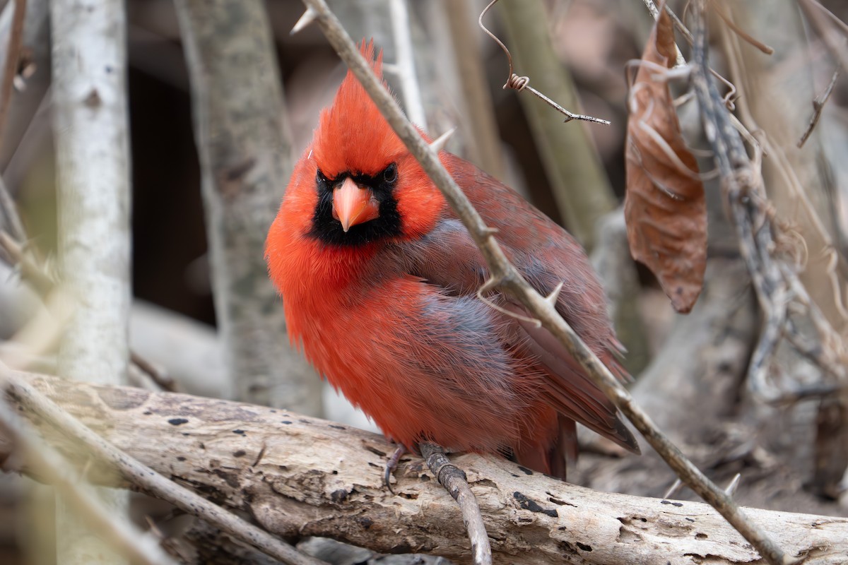 Cardinal rouge - ML614767491